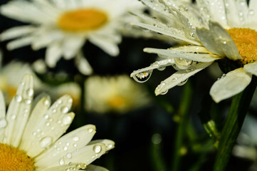 Dew Drops on a Daisy