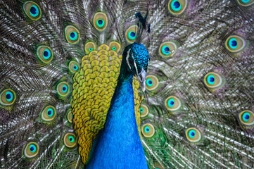 Fototapeta premium A Proud Peacock Showing It's Feathers