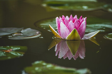 A Lone Water Lily Surrounded By Lily Pads