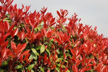 Close-up of Red Robin Photinia hedge with many red leaves on springtime. Photinia x fraseri in the garden 