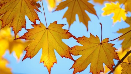 Colorful autumn maple leaves on a tree branch. Golden autumn foliage leaves background with copy space