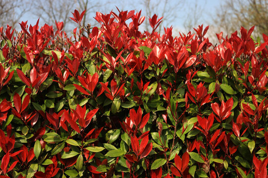 Close-up of Red Robin Photinia hedge with many red leaves on springtime. Photinia x fraseri in the garden 