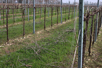 Pruined Pinot Vineyard on early springtime with many cut branches on the ground in the italian countryside