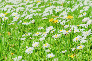 White daisies in green grass. Flowering daisies on meadow. White daisies close up. Floral background with white daisies on field. 