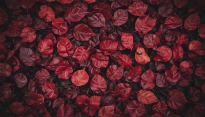 Dark red autumn leaves background, top view. Fall color concept