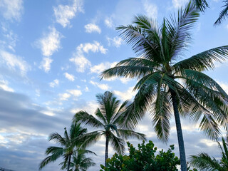  Trees and palm trees against blue sky at beach