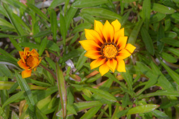 Fleur vivace gazania rigens jaune et orange à Inverewe Garden en Ecosse au Printemps
