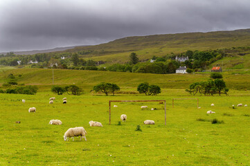 Moutons qui broutent sur un terrain de football sur l'île de Skye en Ecosse au printemps
