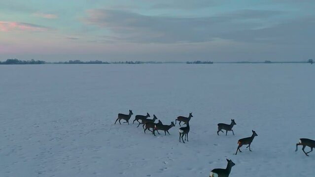 A herd of doe on snow covered field in winter, running away from drone