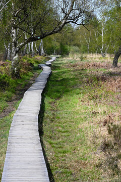 Wanderweg in der Moor- und Heidelandschaft Struffelt in der Eifel