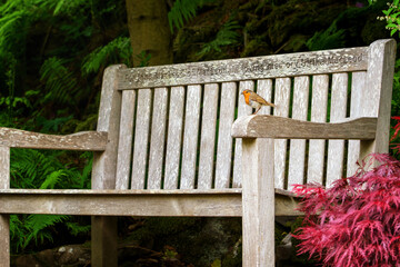 Petit oiseau rouge-gorge sur un banc de bois