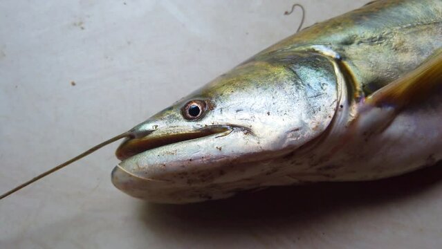 big wallago attu fish in hand giant river monster catfish in hand butter catfish HD