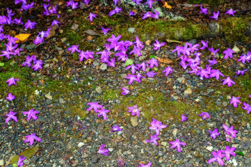Pétales de fleurs roses étalés et dispersés sur le sol d'un chemin