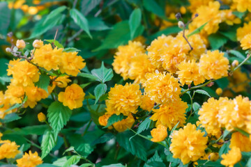 Kerria japonica 'Pleniflora' found on the side of the road. warm sunshine