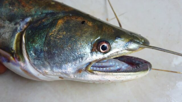 Big butter catfish in hand, large freshwater shark fish close up HD, wallago attu, ompak fish