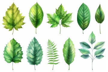 Set of green leaves in watercolor style