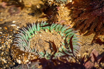 Starburst anemone (Sunburst anemone) in the Pacific Ocean. Close-up of Sea ​​Anemone under the...