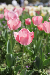 Beautiful tulip flower garden. The Expo 70 Commemorative Park, Osaka, Japan