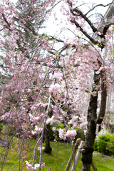 Beautiful sakura trees, Osaka mint bureau cherry blossom viewing