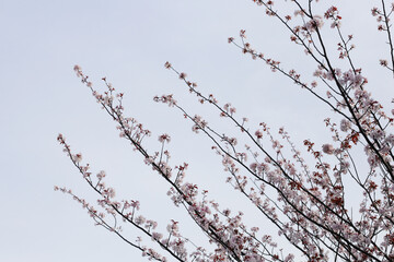 Branches of sakura flowers, cherry blossom