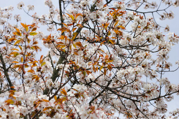 Obraz premium Branches of sakura flowers, cherry blossom