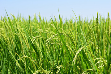 風に揺れる稲穂