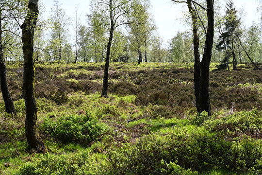 Moor- und Bruchwald im Landschaftsschutzgebiet Struffelt auf dem Eifelsteig im Fr&uuml;hling