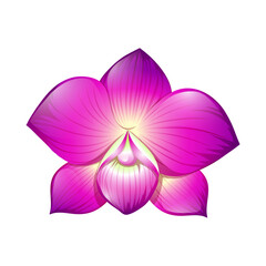 pink orchid isolated on white
