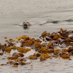 Tête de phoque émergée au milieu des algues orange dans la mer au large de l'île de Mull en...