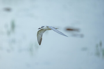 Whiskered Tern - Flying on farm field in day
