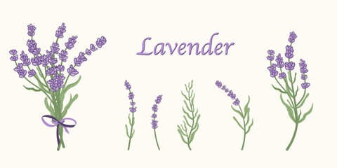 Set of lavender flowers gathered in bouquets and one by one. Provence floral herbs with purple flowers. For label, packaging, web, menu, logo, textile, icon template