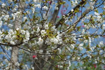 桜の花が咲いた