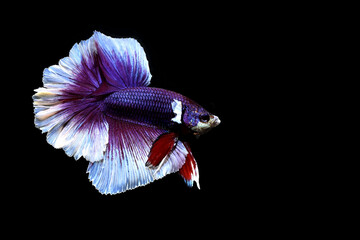 Betta fish Fancy Purple Butterfly Halfmoon from Thailand, Siamese fighting fish on isolated in Grey...