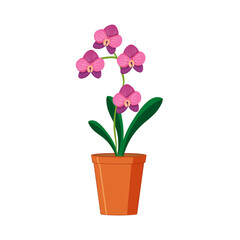 Naklejka na ściany i meble pink orchid in a pot