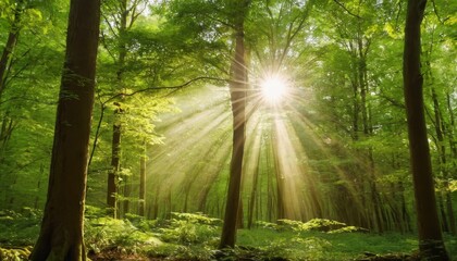Fototapeta na wymiar Beautiful rays of sunlight in a green forest