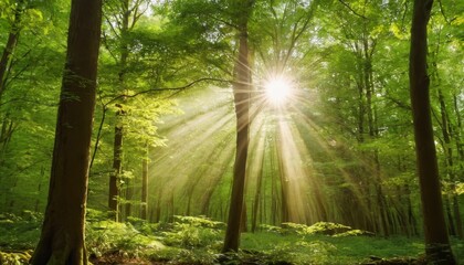 Beautiful rays of sunlight in a green forest