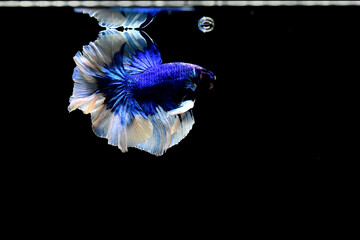 Betta fish Fancy Blue Halfmoon from Thailand, Siamese fighting fish on isolated in Grey Background