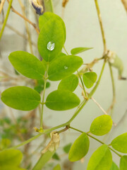 Closeup of green leaves of plant growing in garden, nature photography, natural gardening background, greenery wallpaper