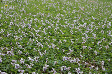 Meadow full of white violets with purple stripes in bloom. Viola Alba plants in the garden