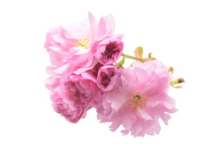 Pink sakura flowers heads or blossoming buds closed up isolated on white