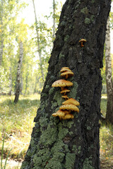 false honey mushrooms (lat.Hypholoma) grow on an old birch tree covered with moss