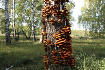 On a sunny summer day, bright yellow false honey mushrooms (lat. Hypholoma) grow on an old birch tree.
