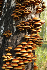 Illuminated by the summer sun, bright yellow false honey mushrooms (lat. Hypholoma) grow on an old birch tree.