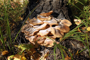 real honey mushrooms (lat. Armillaria mellea) covered with white mold grow under a birch tree in the grass
