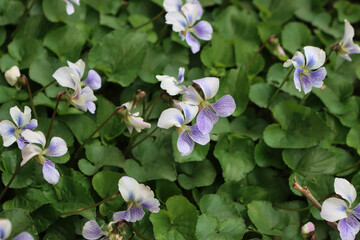Close-up of white violets with purple stripes in bloom. Viola Alba plants in the garden
