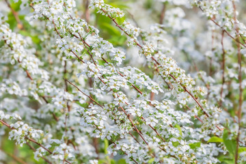 A spirea tree found on the side of the road. Spiraea prunifolia for. simpliciflora