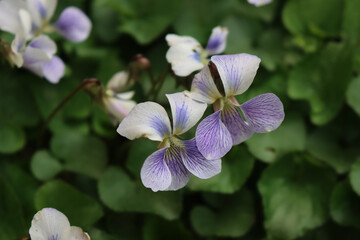 Close-up of white violets with purple stripes in bloom. Viola Alba plants in the garden