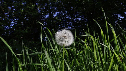 Common dandelion infructescence - Taraxacum officinale, in an overgrown meadow.