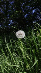 Common dandelion infructescence - Taraxacum officinale, in an overgrown meadow.