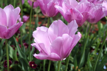 咲き乱れるピンクのチューリップ